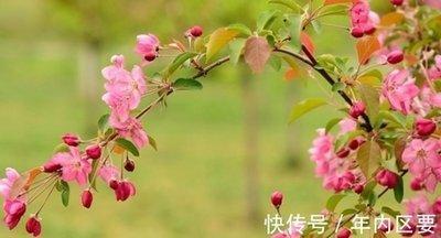 山水清澈2025年4月生肖鸡运势