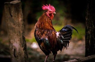 属鸡人一生的命运，属鸡的命运好不好