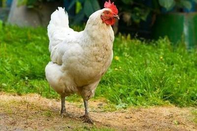 属鸡人一生的命运，属鸡的命运好不好