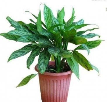 属鸡人什么植物运势好(属鸡种什么植物最旺自己)