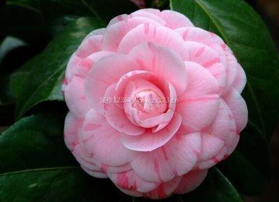 山茶花的养殖方法 山茶花家居风水