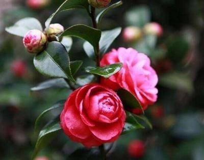 山茶花的养殖方法 山茶花家居风水