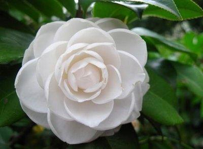 山茶花的花语是什么 山茶花寓意