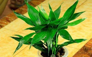 属鸡养什么植物旺财 想要旺财选择什么植物好