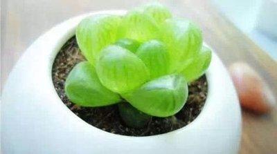 属鸡养什么植物旺财 想要旺财选择什么植物好