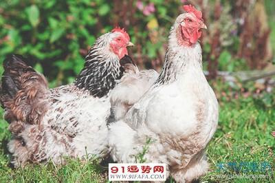 属鸡和什么属相最合财 2025年属鸡人财运如何
