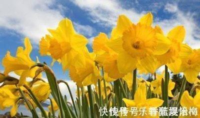 工作最认真的生肖 做事很认真的生肖