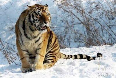 工作迎来突破口 获贵人相助 财运回升的三大生肖