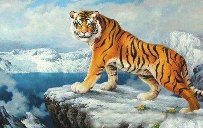 属鸡和属虎的和财吗 适合一起合作吗 属鸡和属虎的和财吗 适合一起合作吗