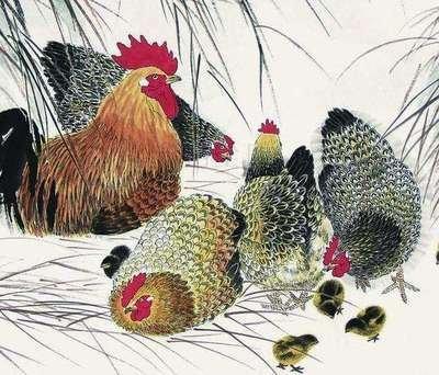 属鸡和属鸡的相配吗 夫妻都属鸡好不好