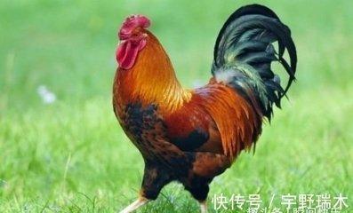 属鸡属牛能在一起吗 这个配对值多少分