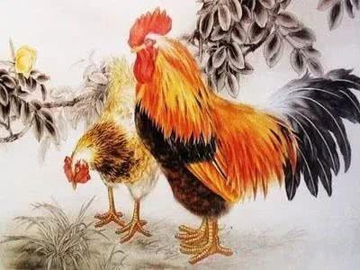 属鸡怕什么生肖 属鸡人不与什么生肖合作