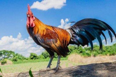 属鸡想要什么样的生活女 属鸡人的理想生活