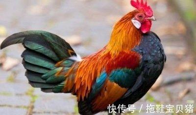 属鸡想要什么样的生活女 属鸡人的理想生活