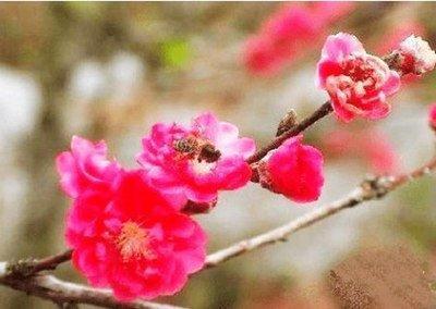 影响桃花运的风水,这样布局家里旺桃花