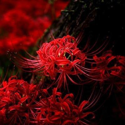 彼岸花不适宜种在家中是因为彼岸花的花语吗