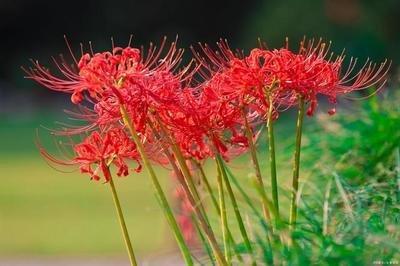彼岸花为什么不能养(彼岸花的种植方法和注意事项)