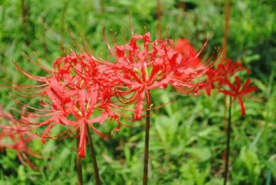 彼岸花为什么不能养(彼岸花的种植方法和注意事项)