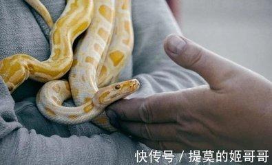 属鸡男和属蛇女的适合做夫妻吗 夫妻缘分怎么看