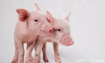 很受欢迎生肖 最受欢迎的生肖是你吗