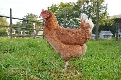 属鸡的人佩戴什么好 属鸡2026年佩戴什么好