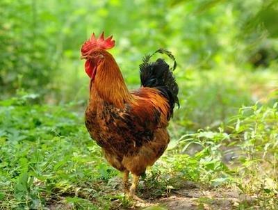 属鸡的人出生在这几个月命运极好是真的吗 属鸡的人出生在这几个月命运极好是真的吗