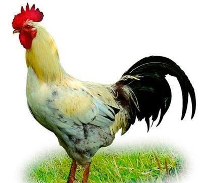 属鸡的人出生在这几个月命运极好是真的吗 属鸡的人出生在这几个月命运极好是真的吗