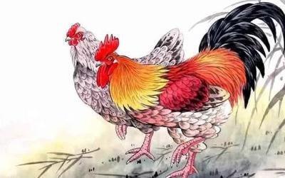属鸡的人命好吗 属鸡人出生在几月命好