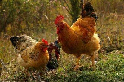 属鸡的人命好吗 属鸡的人2025年运势好吗 属鸡的人命好吗 属鸡的人2025年运势好吗