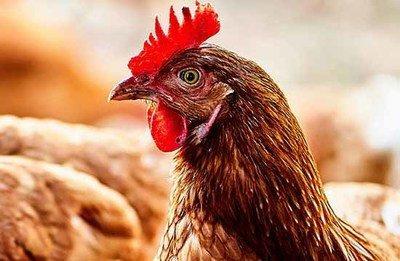 属鸡的人命好吗2025年运程如何 属鸡的人命好吗2025年运程如何