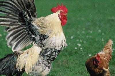 属鸡的人命好吗2025年运程如何 属鸡的人命好吗2025年运程如何