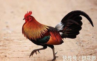 属鸡的人在2025年中有哪些好运气和坏运气