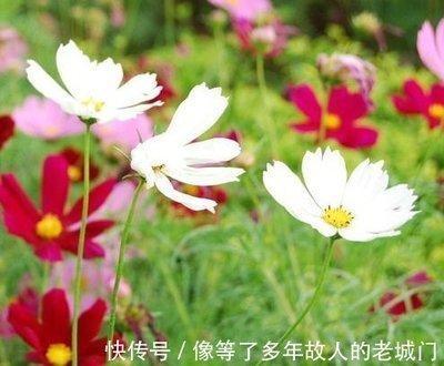心地善良三观正的三大生肖有哪几个性格