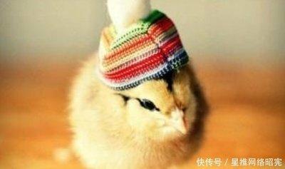 属鸡的人性格怎样 蛇年生的人性格好吗