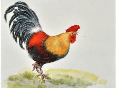 属鸡的人是什么样的性格的人呢 属鸡人性格好吗