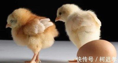 属鸡的几几年出生，属鸡的是哪年出生的