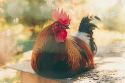 属鸡的几月出生最好命 这几个月生的属鸡人命运好