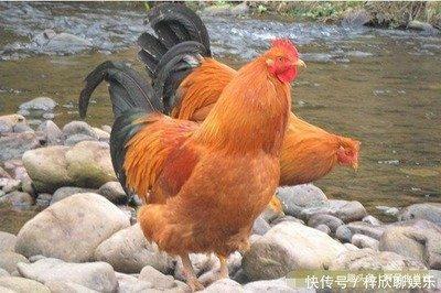 属鸡的出生年有哪些 什么年份出生的人属鸡