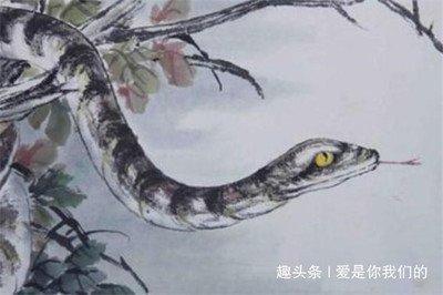 心狠起来最可怕的生肖女 绝对不能招惹 心狠起来最可怕的生肖女 绝对不能招惹