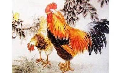 属鸡的女人命好吗 属鸡女的命运到底怎样