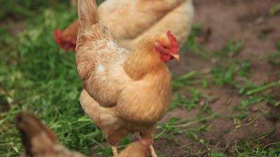 属鸡的女人命运如何 分析属鸡女一生运势