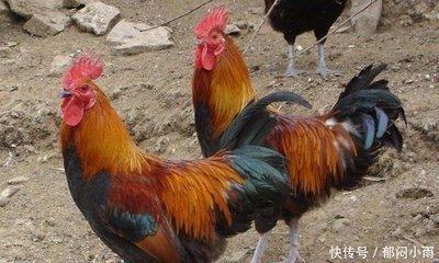 属鸡的女儿取名 蛇年的女孩子取什么名字好