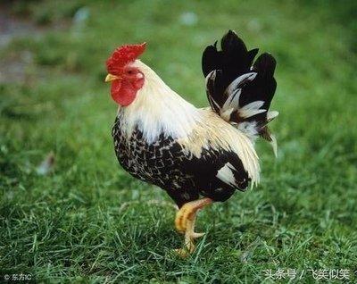 属鸡的女生命运好不好 女人属鸡命运好吗 属鸡的女生命运好不好 女人属鸡命运好吗