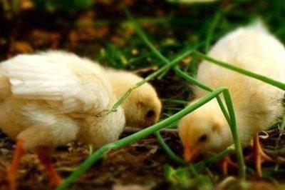 属鸡结婚后会怎么样 属鸡婚后生活状态