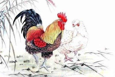 属鸡要买什么花好(鸡养什么花好)