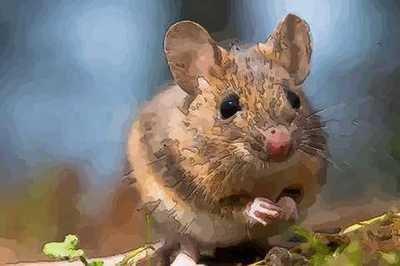 属鼠2026年下半年运势及运程 什么运最好 属鼠2026年下半年运势及运程 什么运最好