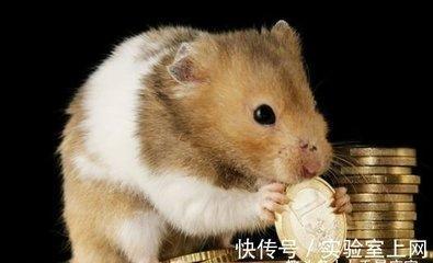 属鼠4月出生命运如何 属鼠人几月份出生最好