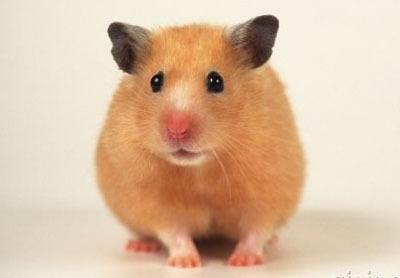 属鼠人2026年10月运势分析 事业发展要多注意