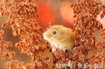 属鼠人明年生活中会遇到哪些困扰和麻烦