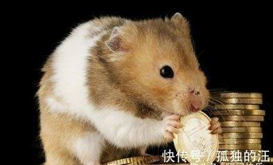 属鼠人明年生活中会遇到哪些困扰和麻烦